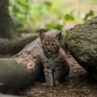 kleiner Luchs