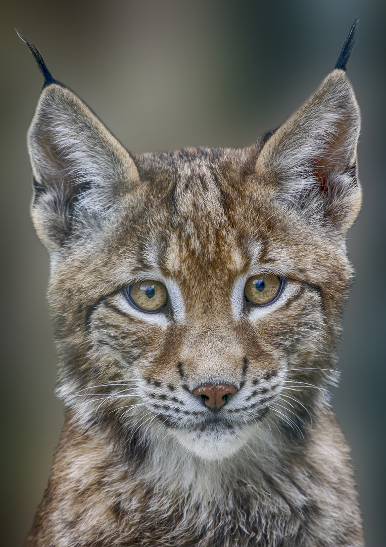 Kleiner Luchs