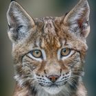 Kleiner Luchs