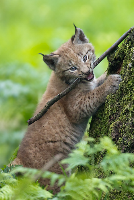 kleiner Luchs