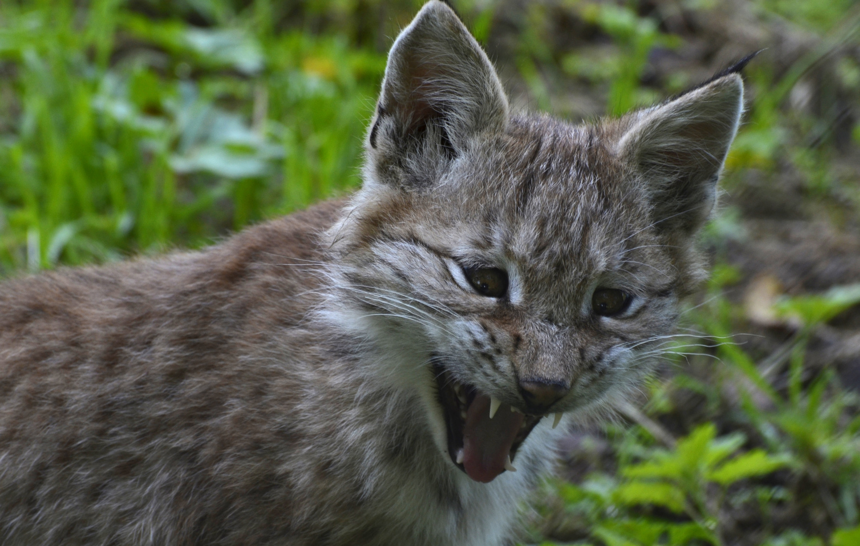 kleiner Luchs