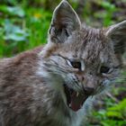 kleiner Luchs