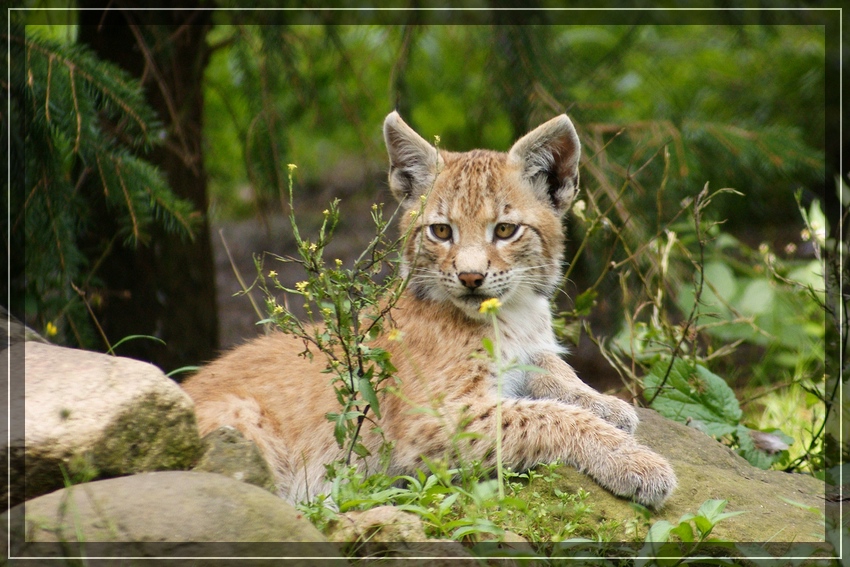 kleiner luchs