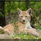 kleiner luchs