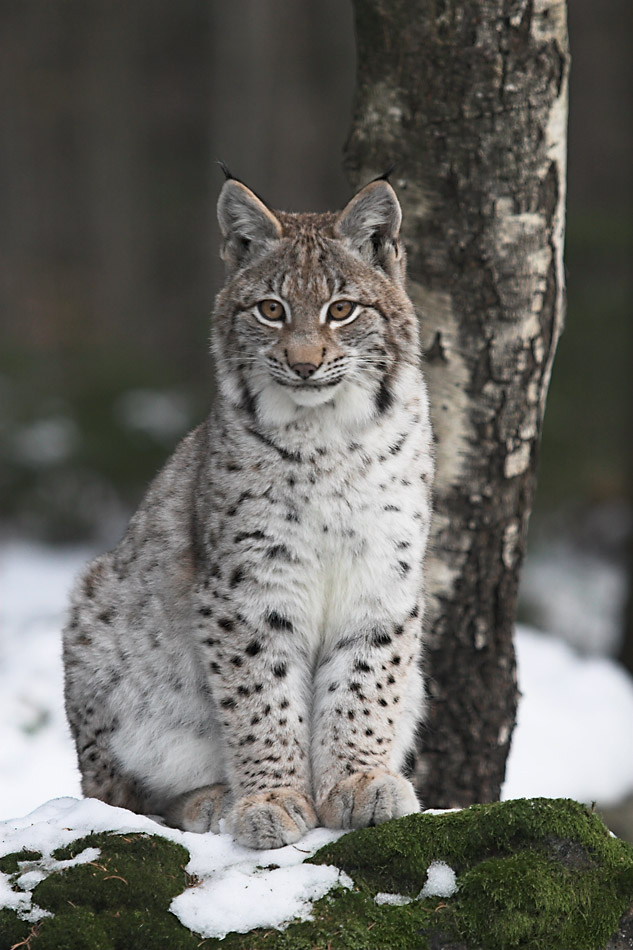 Kleiner Luchs