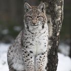 Kleiner Luchs