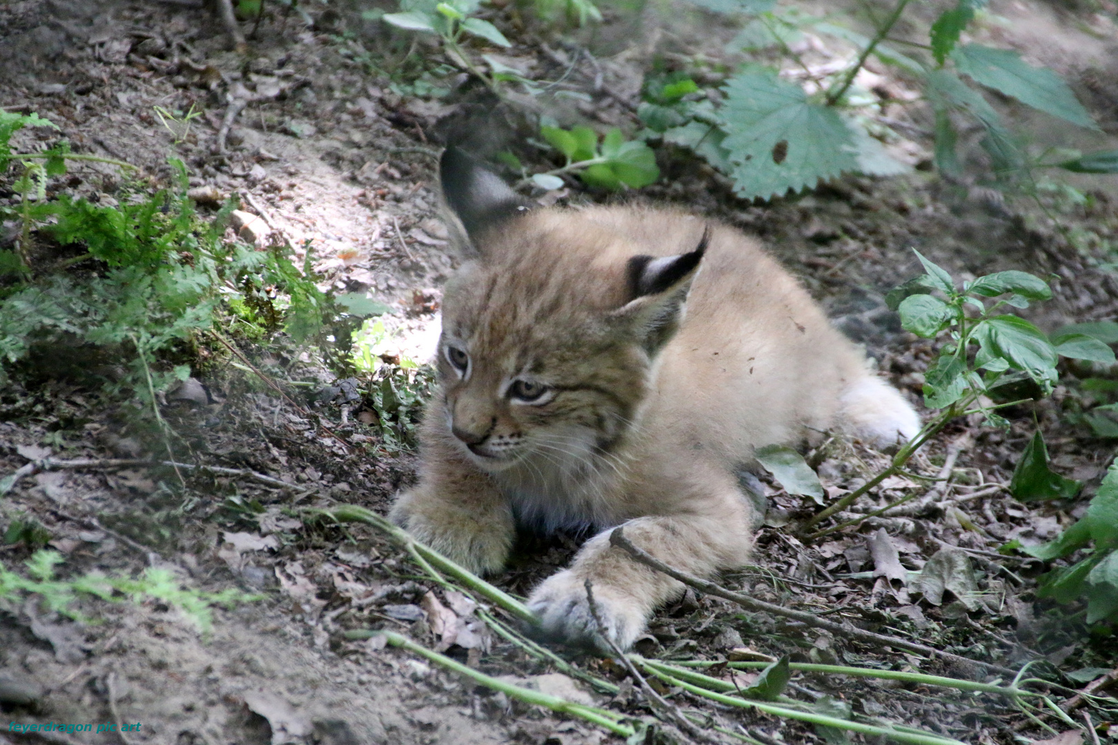 kleiner luchs 