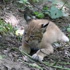 kleiner luchs 