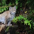 Kleiner Luchs