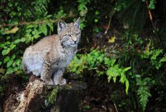 Kleiner Luchs