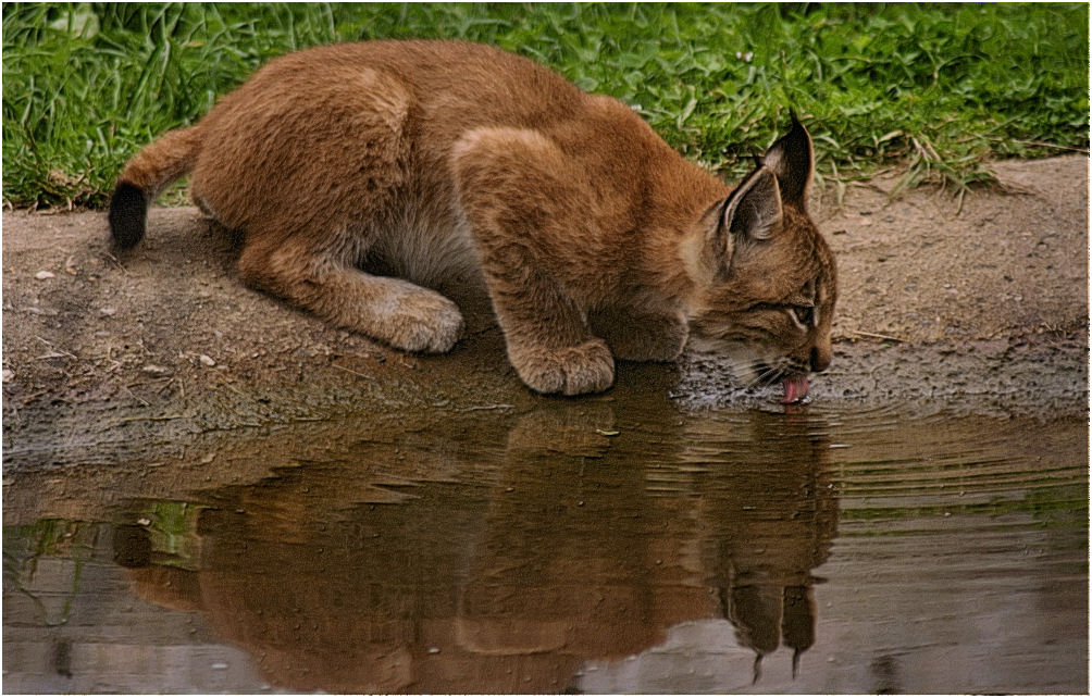 ~~Kleiner Luchs~~