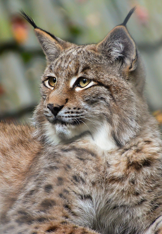 Kleiner Luchs