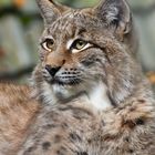 Kleiner Luchs