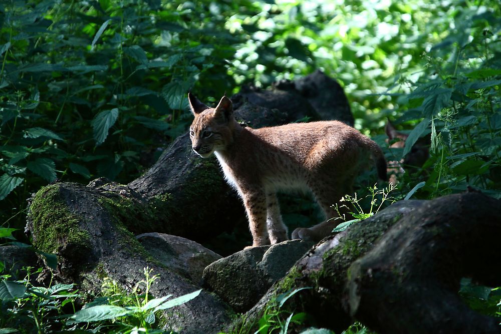 kleiner Luchs auf Entdeckungstour