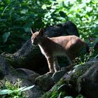 kleiner Luchs auf Entdeckungstour