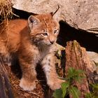 Kleiner Luchs