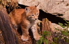 Kleiner Luchs