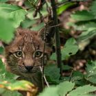 Kleiner Luchs bei der Erkundung seiner Welt