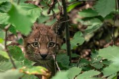 Kleiner Luchs bei der Erkundung seiner Welt