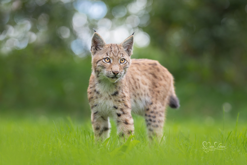 kleiner Luchs