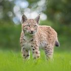 kleiner Luchs