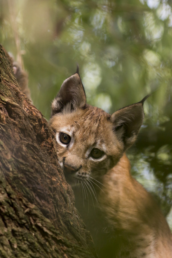 kleiner Luchs