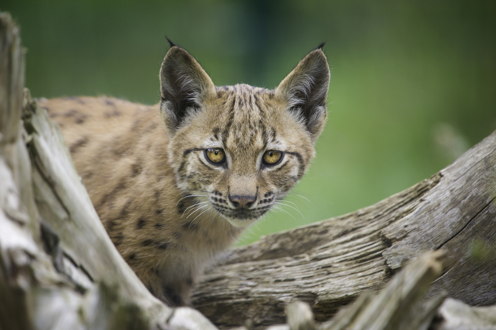 kleiner Luchs I