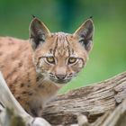 kleiner Luchs I