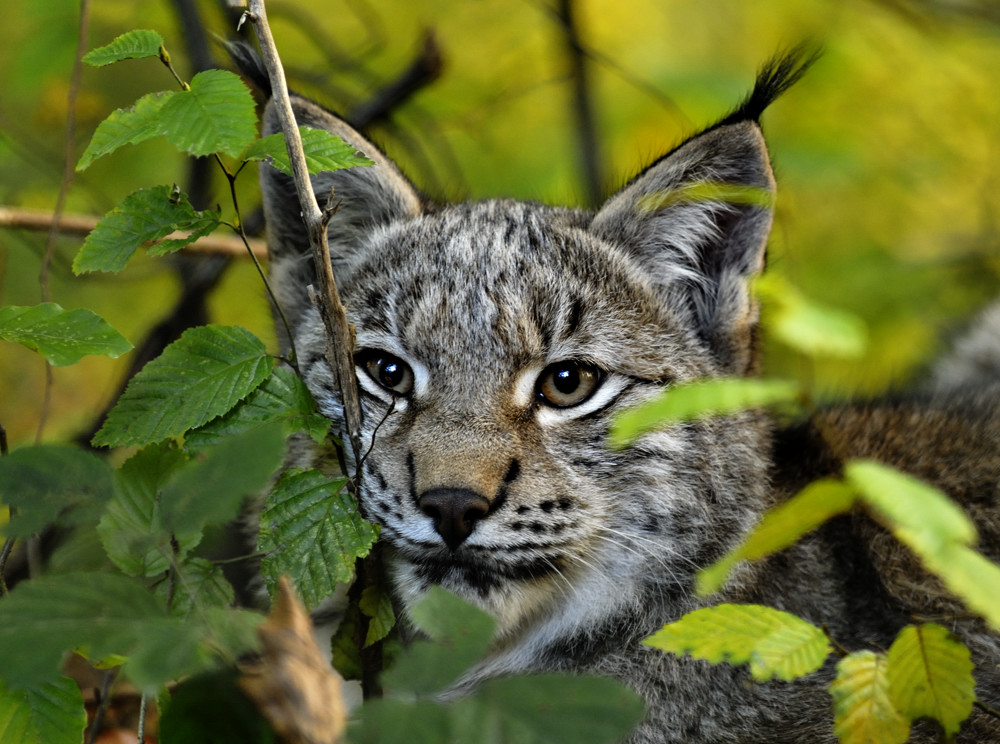 kleiner Luchs II