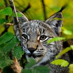 kleiner Luchs II