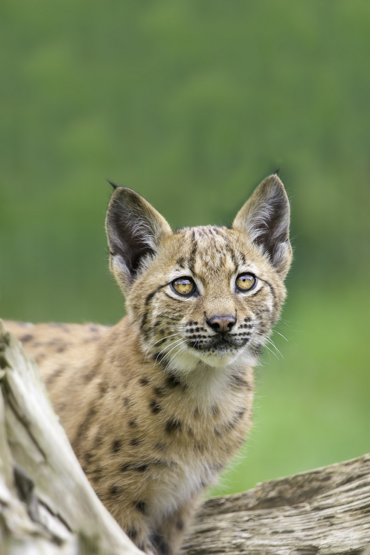 kleiner Luchs II