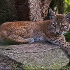 Kleiner Luchs III