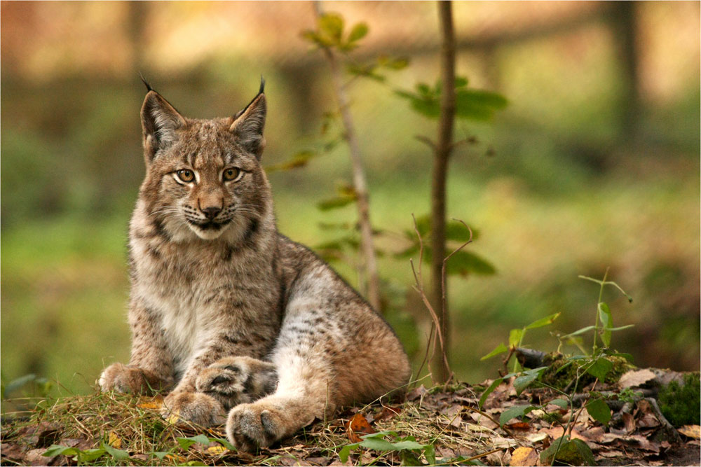 Kleiner Luchs im Herbstlaub