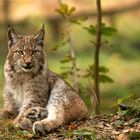 Kleiner Luchs im Herbstlaub