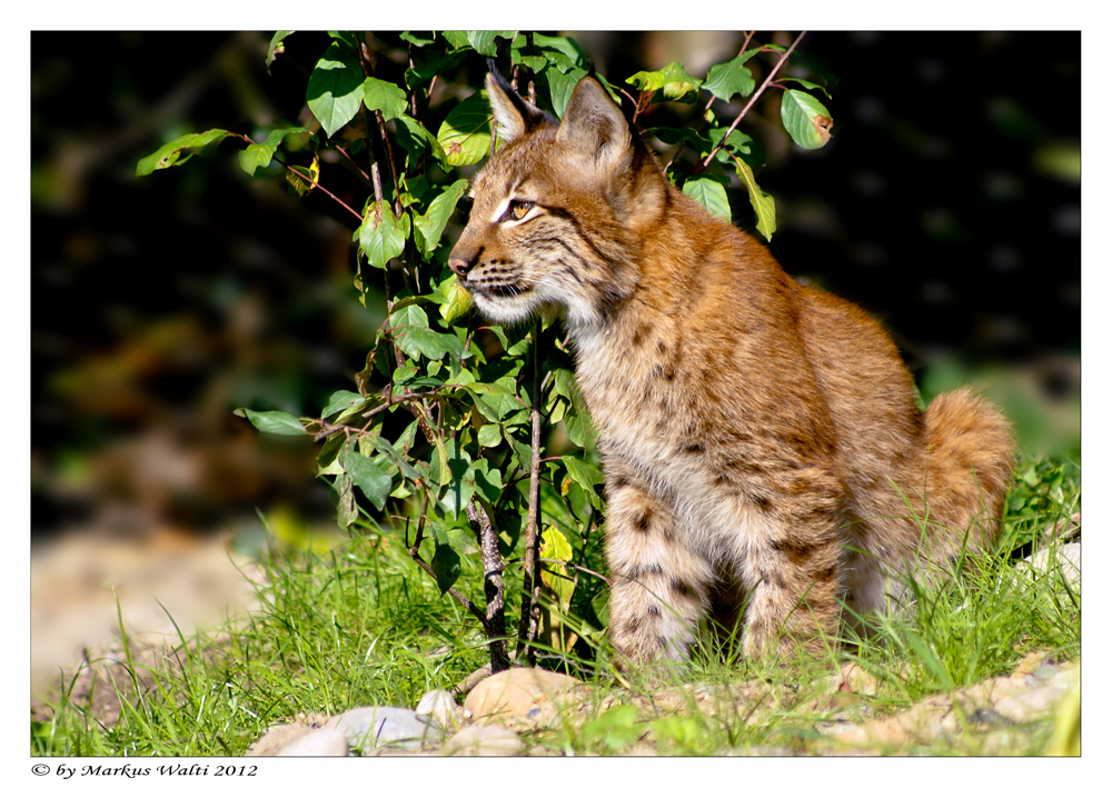 Kleiner Luchs was siehst du denn...