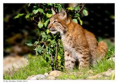 Kleiner Luchs was siehst du denn...