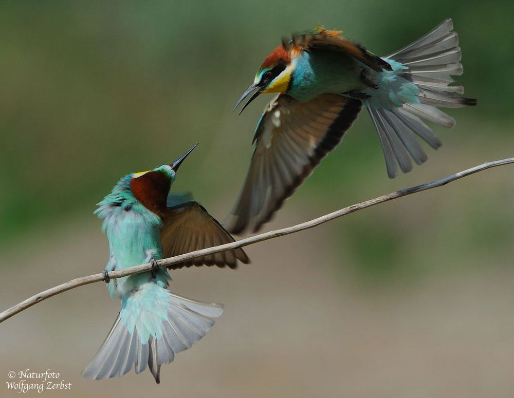 --- Kleiner Lufkampf ---- ( Merops apiaster )