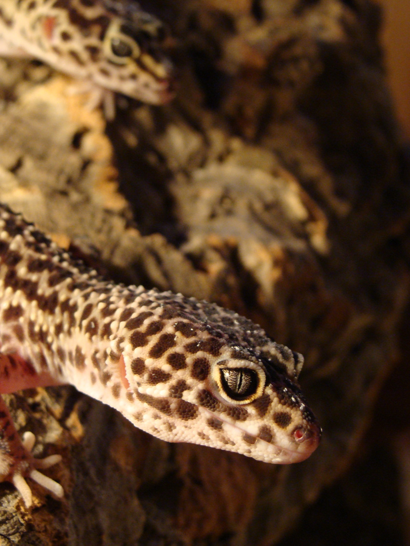 Kleiner Mack Snow Leopardgecko