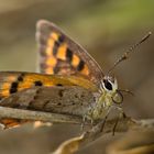 Kleiner Madeira Feuerfalter (Lycaena phlaeas phlaeoides) - 1