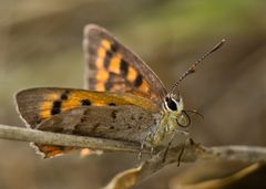 Kleiner Madeira Feuerfalter (Lycaena phlaeas phlaeoides) - 1