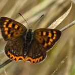 Kleiner Madeira Feuerfalter (Lycaena phlaeas phlaeoides) - 2