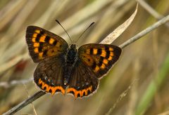 Kleiner Madeira Feuerfalter (Lycaena phlaeas phlaeoides) - 2