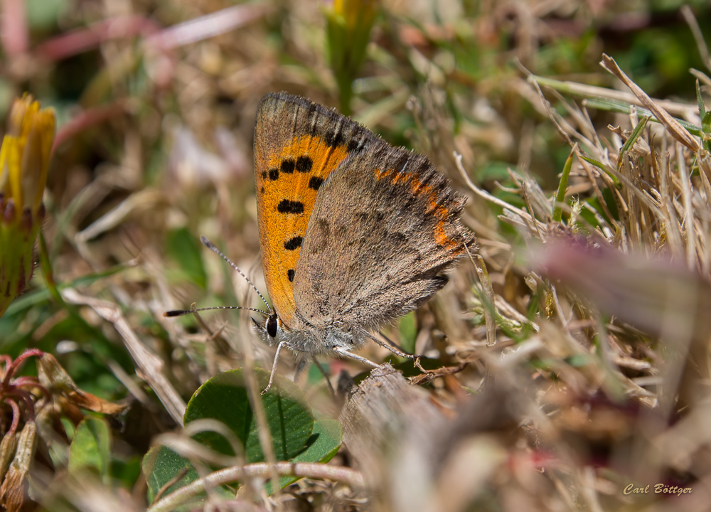 Kleiner Madeira Feuerfalter (Lycaena phlaeas phlaeoides)