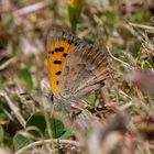 Kleiner Madeira Feuerfalter (Lycaena phlaeas phlaeoides)