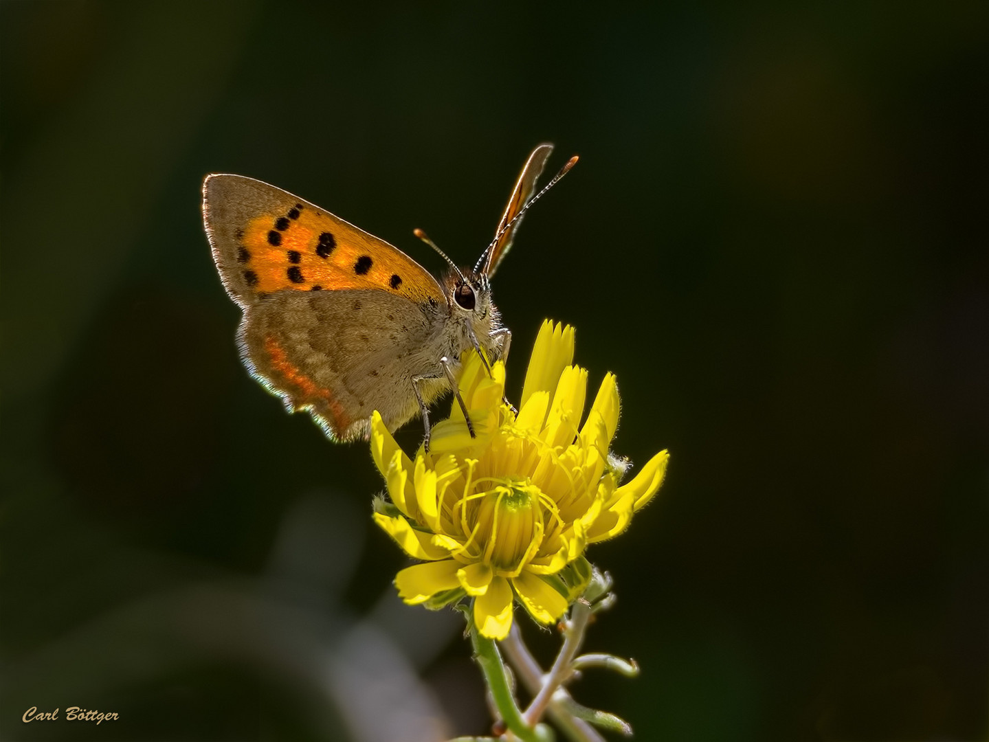 Kleiner Madeira Feuerfalter (Lycaena phlaeas phlaeoides)