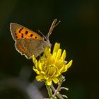 Kleiner Madeira Feuerfalter (Lycaena phlaeas phlaeoides)