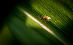 KLEINER MAISBEWOHNER - die Gemeine Wiesenwanze