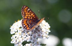 Kleiner Maivogel