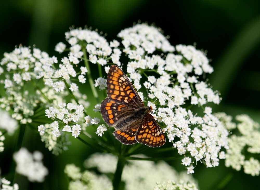 Kleiner Maivogel