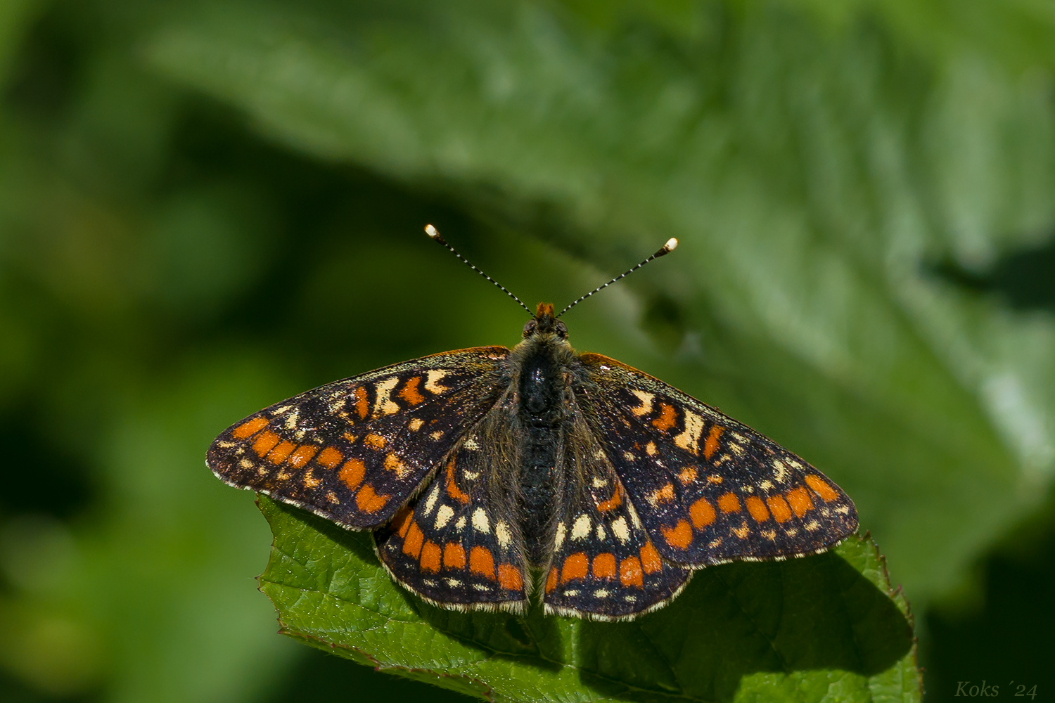 Kleiner Maivogel